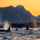 A pod of orca whales off the coast of northern Norway.